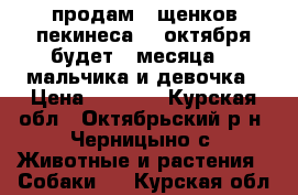 продам 3 щенков пекинеса 18 октября будет 2 месяца  2 мальчика и девочка › Цена ­ 3 000 - Курская обл., Октябрьский р-н, Черницыно с. Животные и растения » Собаки   . Курская обл.